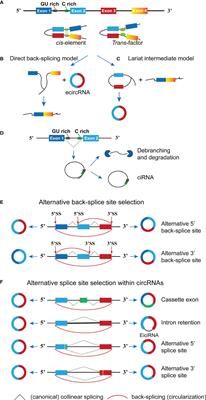 Research Progress on Circular RNA in Glioma